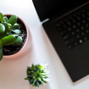 office desk plant